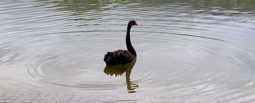 A black swan (seen in Stuttgart, Germany)