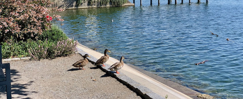 Ducks on their way into the lake