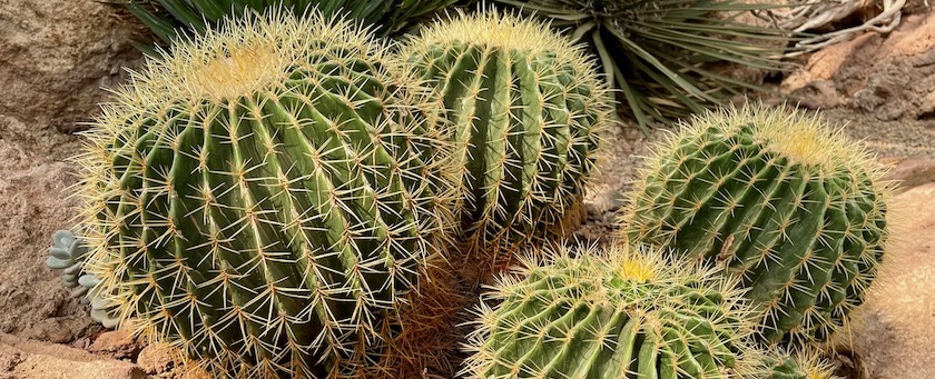 Group of cactuses