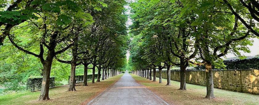 Footpath lined with trees (seen in Fulda, Germany)