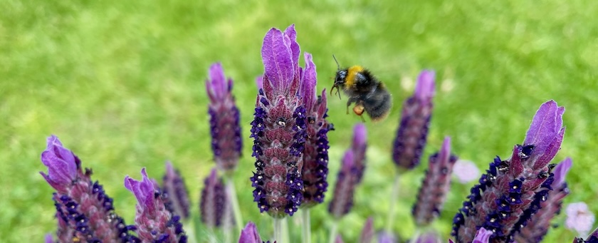 Bee flying between lavender blossoms