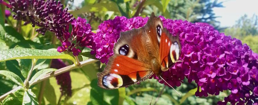Butterfly in front of some flowers