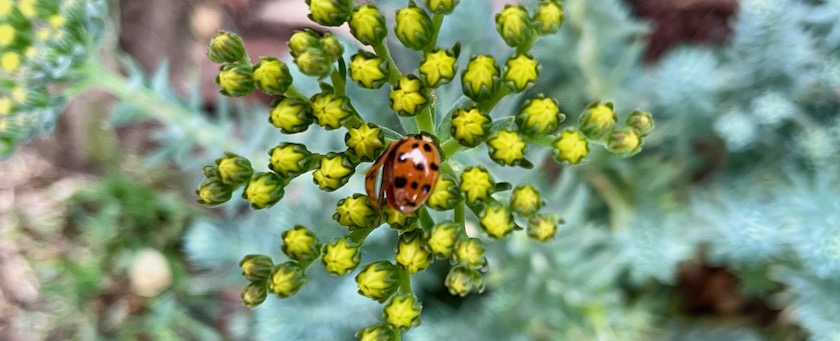 Ladybird landing on some buds