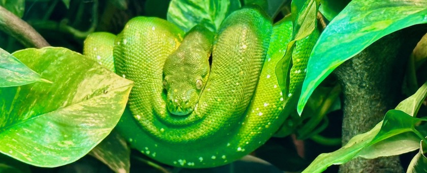 A green snake curled up on a branch