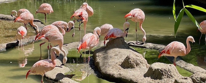A flock of flamingos standing in the water