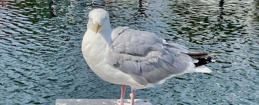 A seagull standing on a post