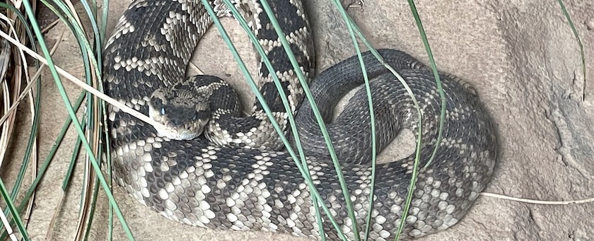 A rattlesnake curled up on the ground