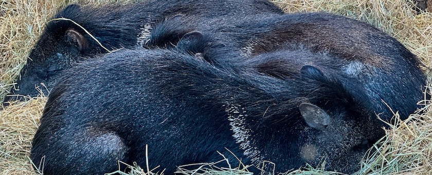 Sleeping collared peccaries