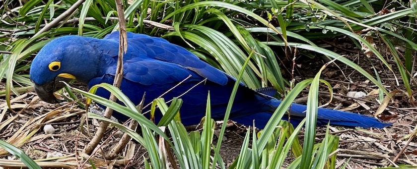 Blue macaw walking on the ground