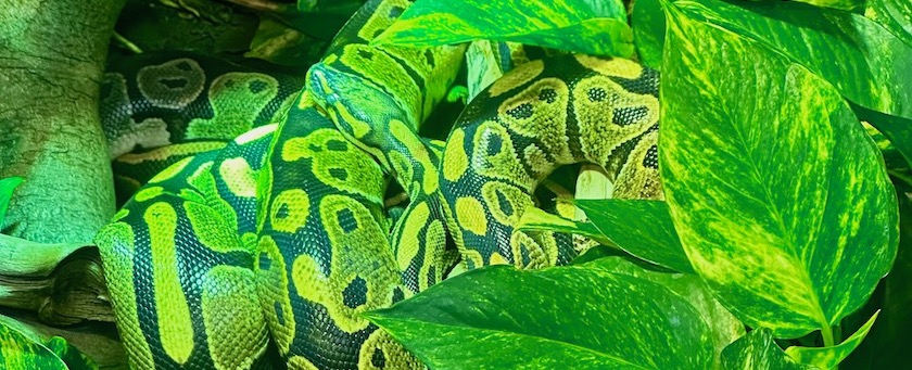 A green snake curled up on a branch