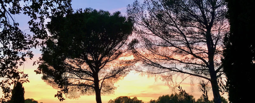 Outline of trees in front of a dusk sky