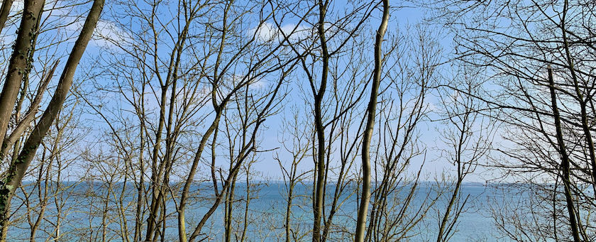 Winter trees in front of the sea