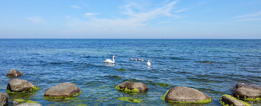 A quiet sea with swans swimming on it