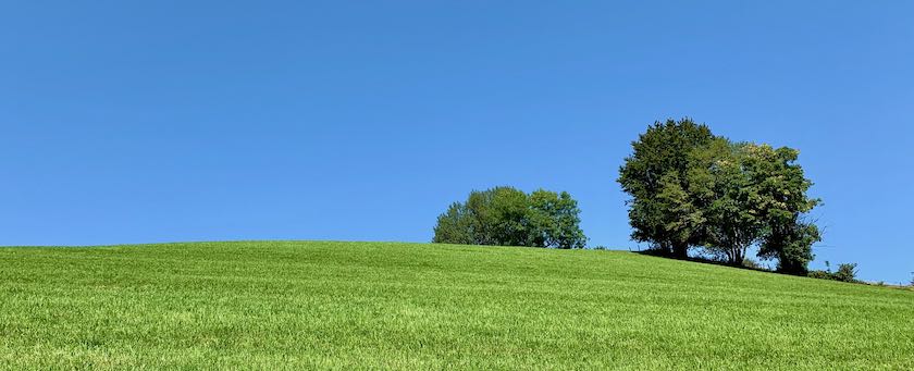 Two lonely trees on a green meadow