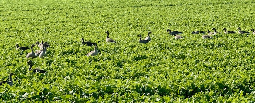 Geese on a meadow