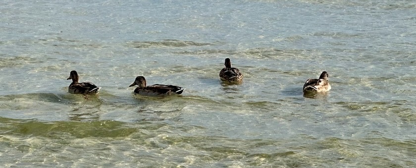 Ducks in the surf