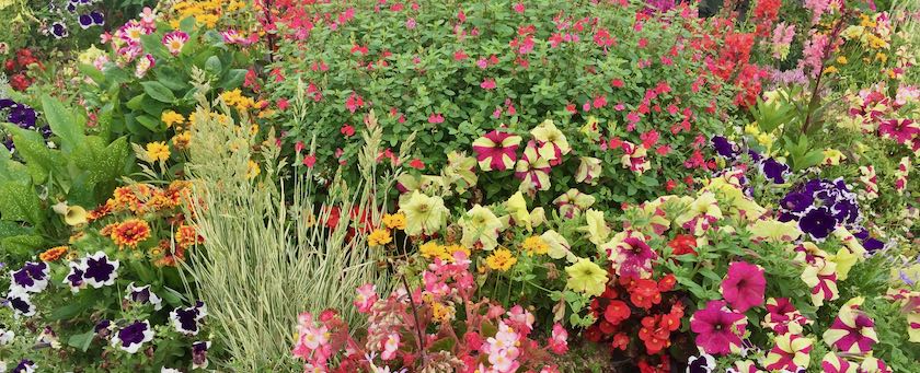 A nicely arranged flower bed (seen in Saint-Vaast-la-Hougue, France)