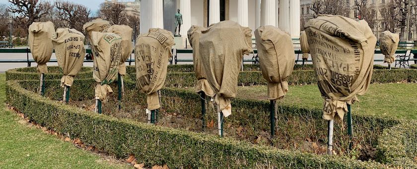 Shrubs packed in sacks to protect them in the winter (seen in Vienna, Austria)