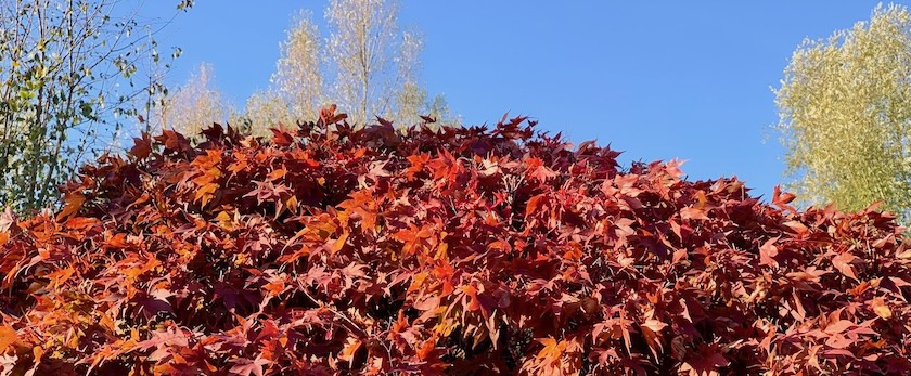 Top of a maple tree with red leaves