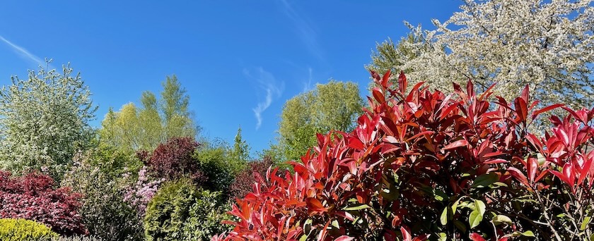 View across several bushes and trees