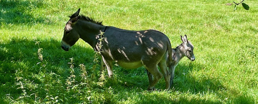 Female donkey and its foal, looking in different directions