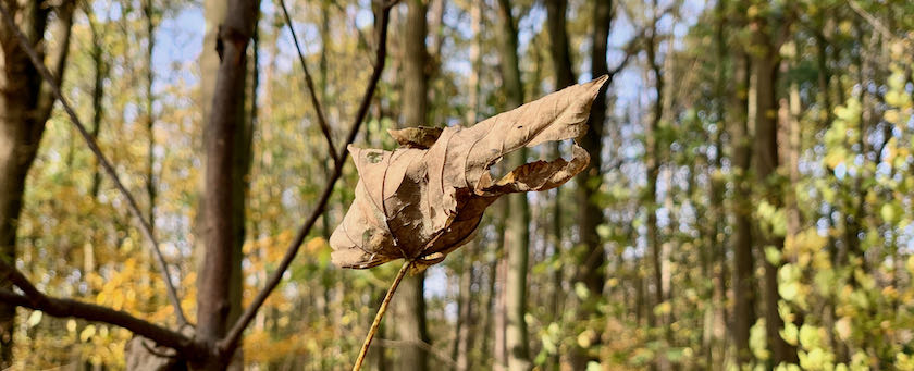 Single withered leaf waiting to fall down