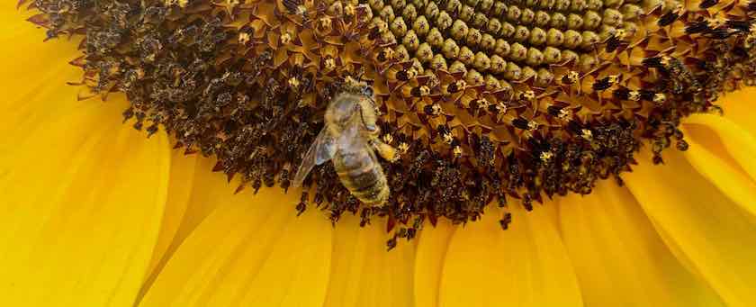 Bee on a sun flower