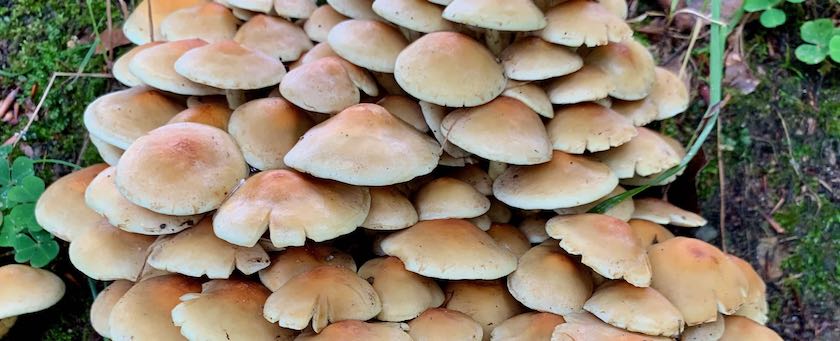 Mushroom colony on the forest soil