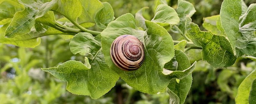 Snail sitting on a leaf