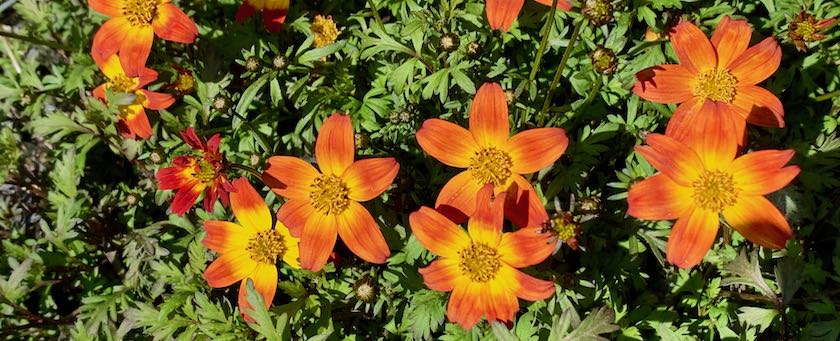Orange-colored flowers
