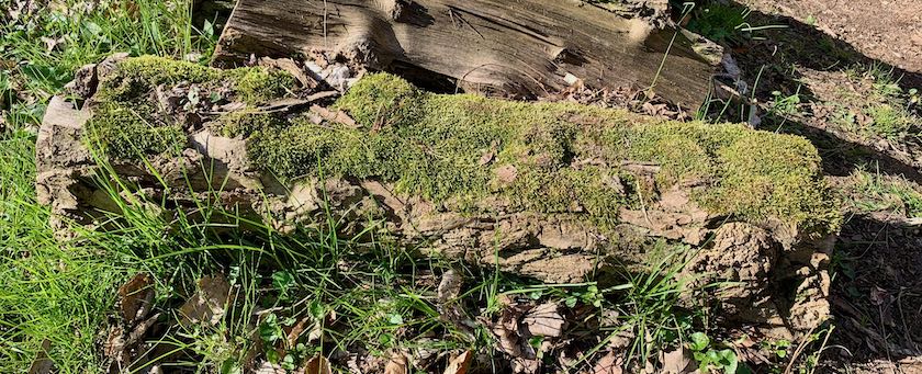 Mossy log on a meadow