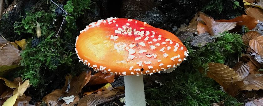 Toadstool on the forest soil