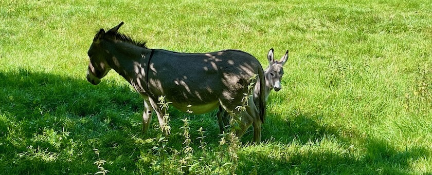 Female donkey with a colt on a meadow