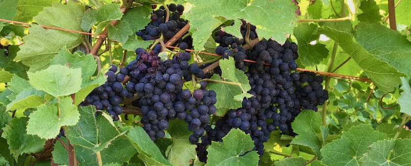 Grapes on a vine