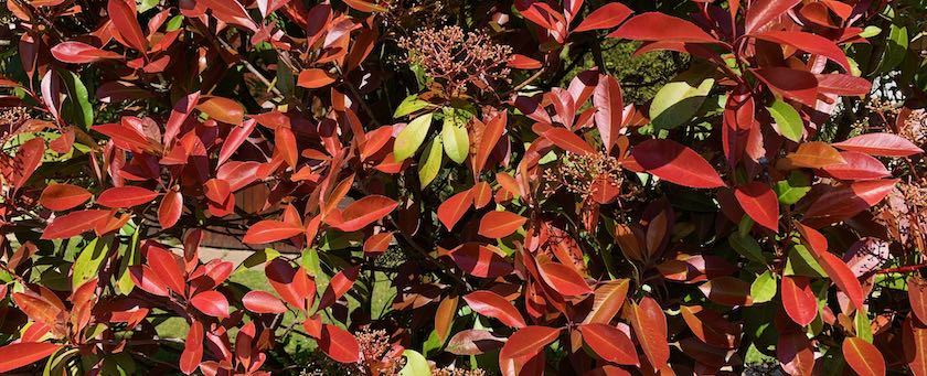 Red leaves (with a few green ones between them)