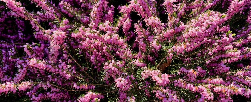 Pink flowers