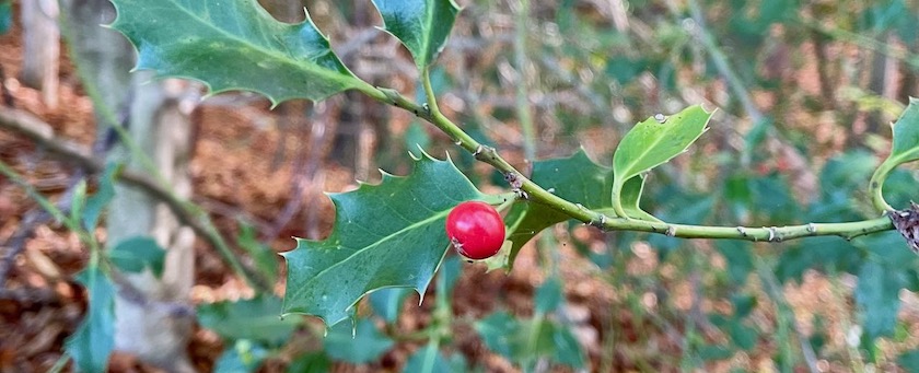 A single berry on a twig