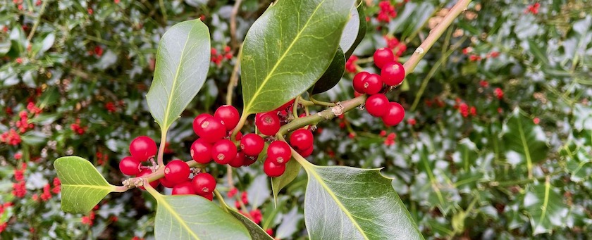 Berries on a twig