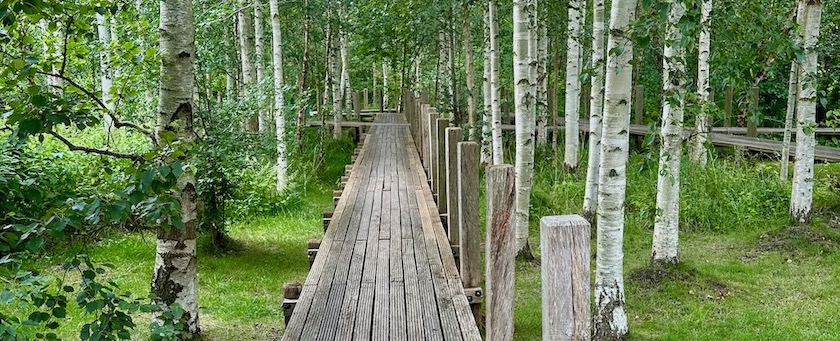 An elevated wooden path between trees