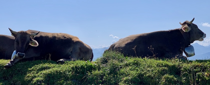 Resting cows on a mountain meadow