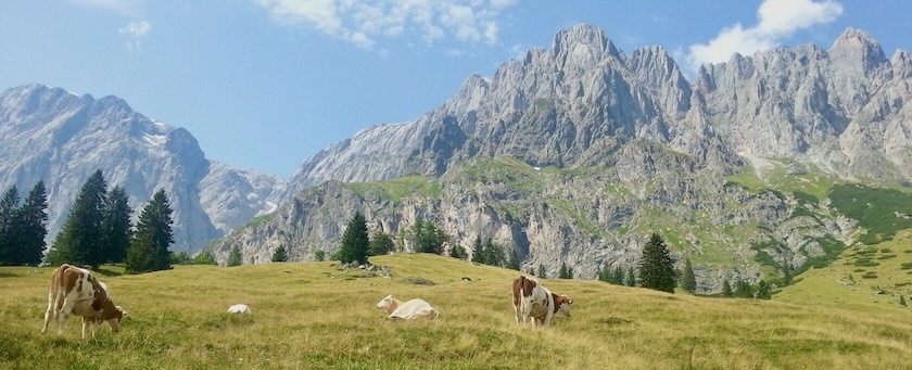 Cows on a meadow in front of mountains