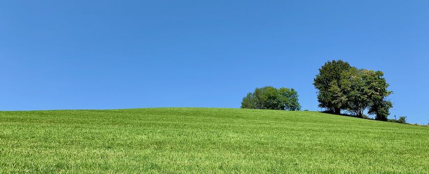 Two trees on a meadow