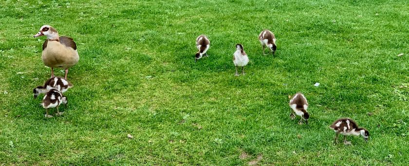 Duck with ducklings on a lawn