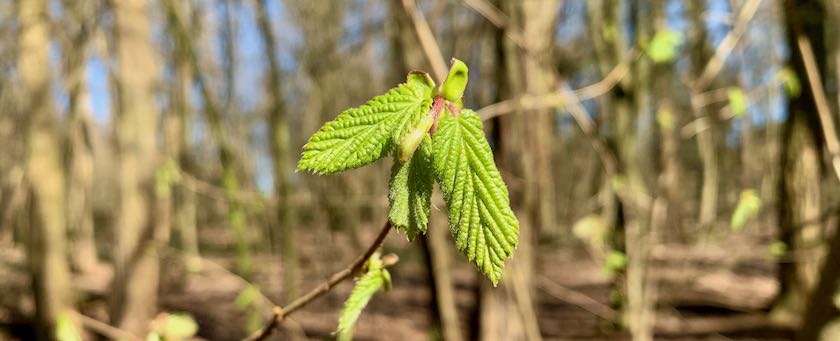 Budding leaf in the spring