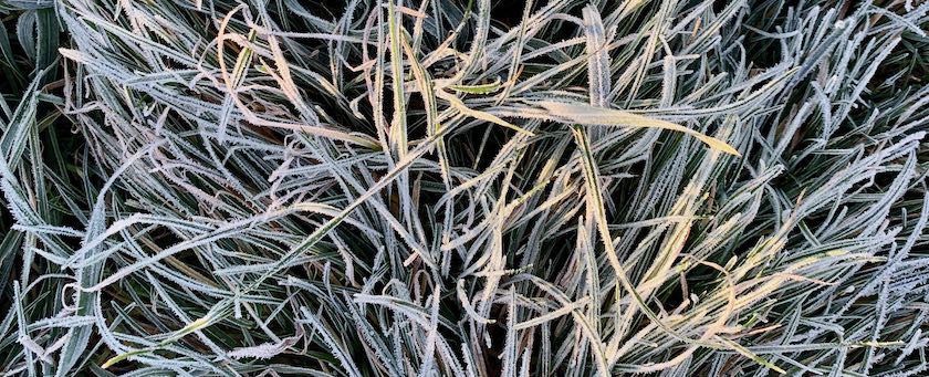 Frozen grass in the sunshine