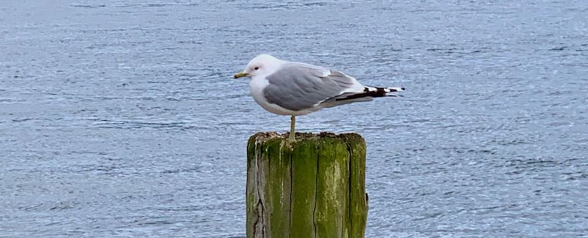 Seagull sitting on a pole