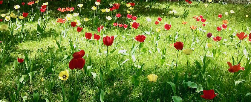 A meadow sprinkled with flowers