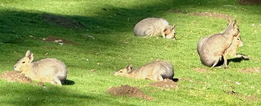 Group of resting Patagonian maras