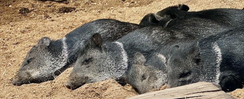 Group of resting collared peccaries
