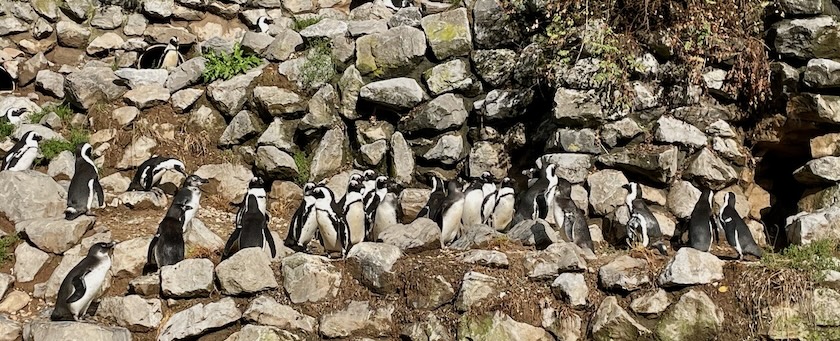 Flock of penguins on a rocky landscape